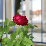 Appartamento Moderne à Avec Jardin Et Terrasse Antibes