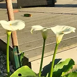 Moderne à Avec Jardin Et Terrasse Antibes
