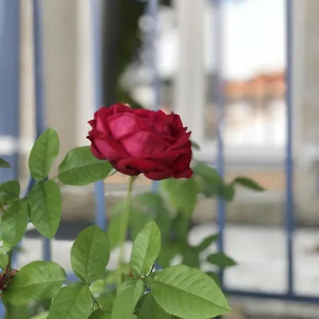 Moderne A Avec Jardin Et Terrasse 公寓 昂蒂布